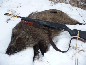 Зимняя охота на кабана: с подхода, с вышки, с собаками, с засидки, загоном