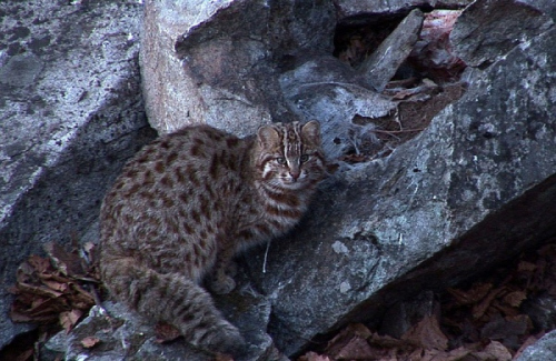 Дальневосточный лесной кот