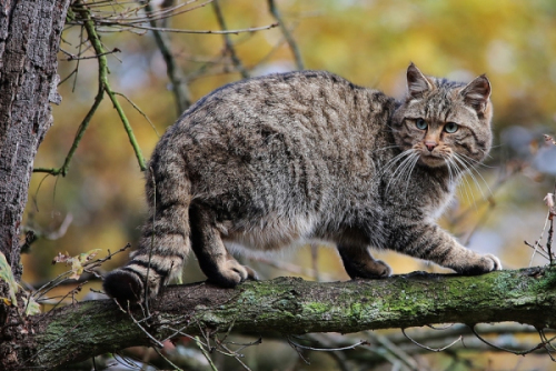 дикий кот