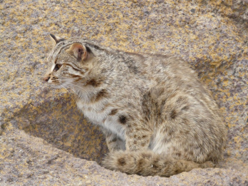 амурский кот