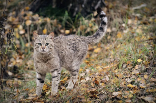 кавказский кот