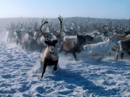 северный олень